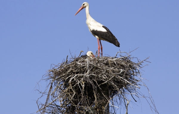 Storch im Nest in der Lüneburger Heide