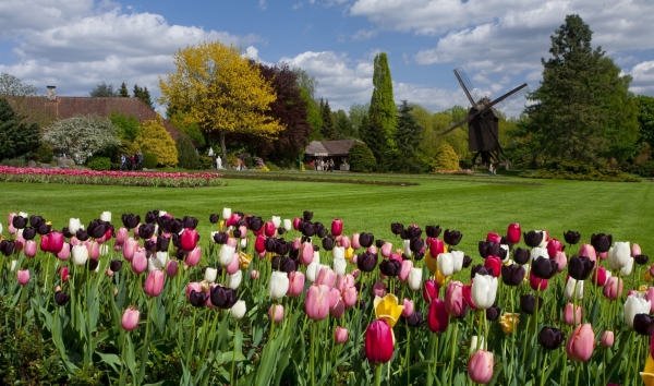 Tulpenblüte im Vogelpark Walsrode