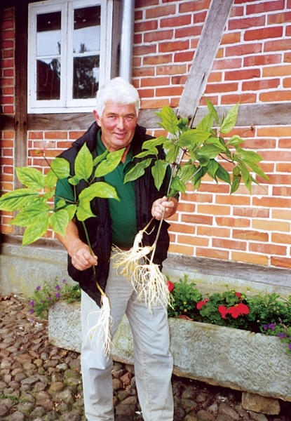 Heinrich Wischmann mit Ginsengpflanze auf der FloraFarm