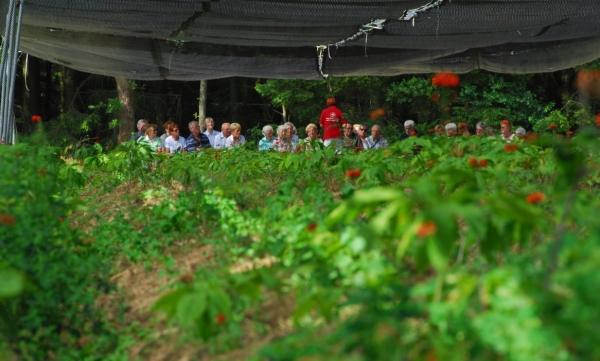 Informationen zu Ginseng in den Ginsengfeldern durch Ginsengspezialisten von FloraFarm GInseng