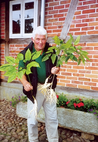Heinrich Wischmann mit einer Ginsengpflanze auf der FloraFarm